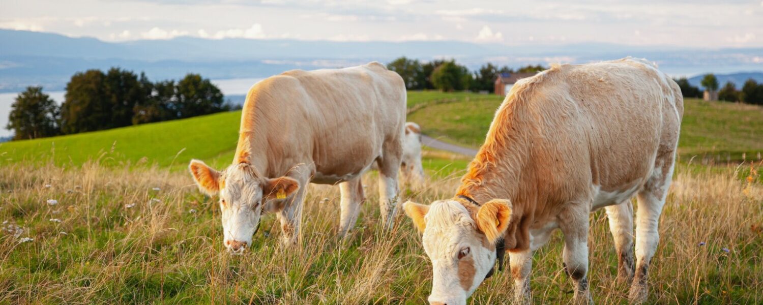 Bovine capture - Haute-Savoie, France Licence Envato