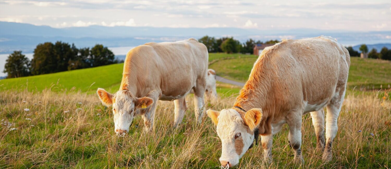Bovine capture - Haute-Savoie, France Licence Envato