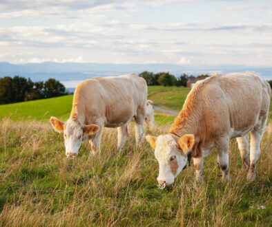 Bovine capture - Haute-Savoie, France Licence Envato