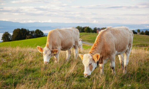 Bovine capture - Haute-Savoie, France Licence Envato