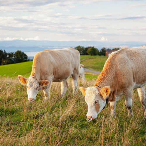 Bovine capture - Haute-Savoie, France Licence Envato