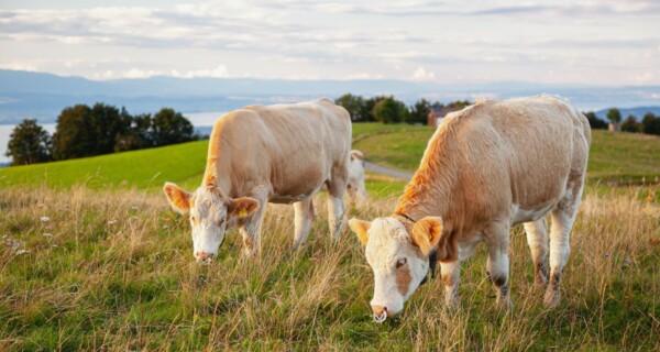 Bovine capture - Haute-Savoie, France Licence Envato