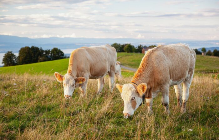 Bovine capture - Haute-Savoie, France Licence Envato