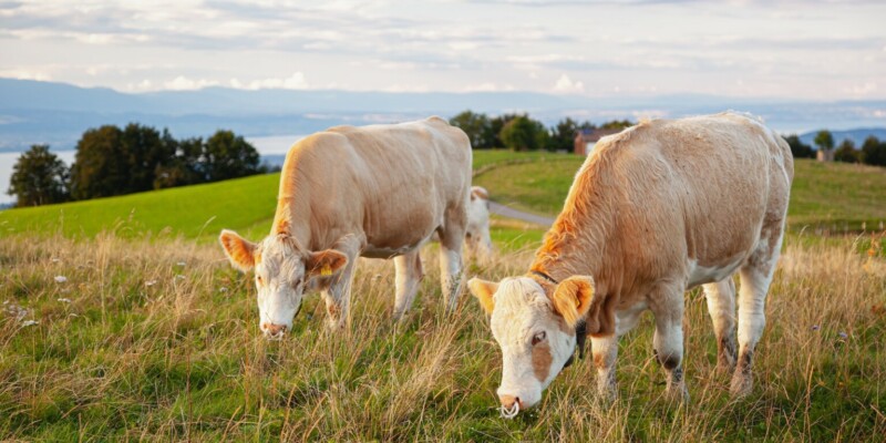 Bovine capture - Haute-Savoie, France Licence Envato