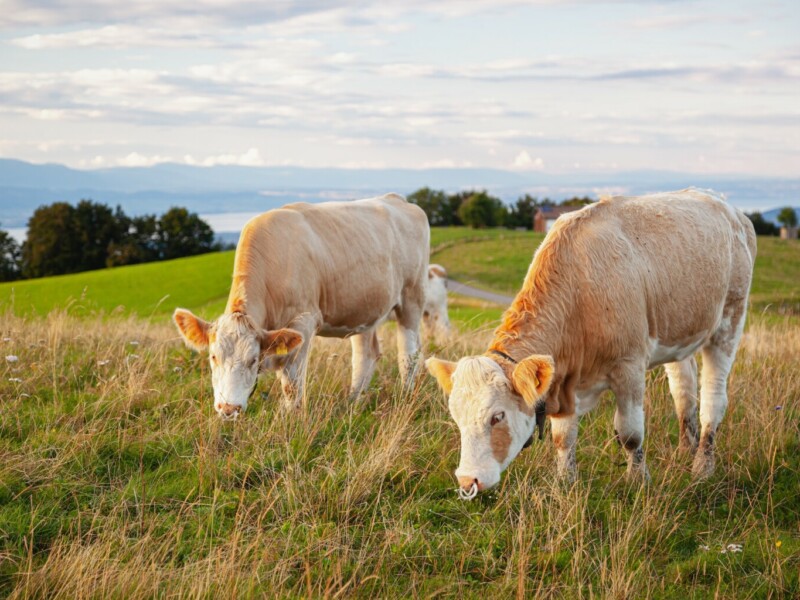 Bovine capture - Haute-Savoie, France Licence Envato
