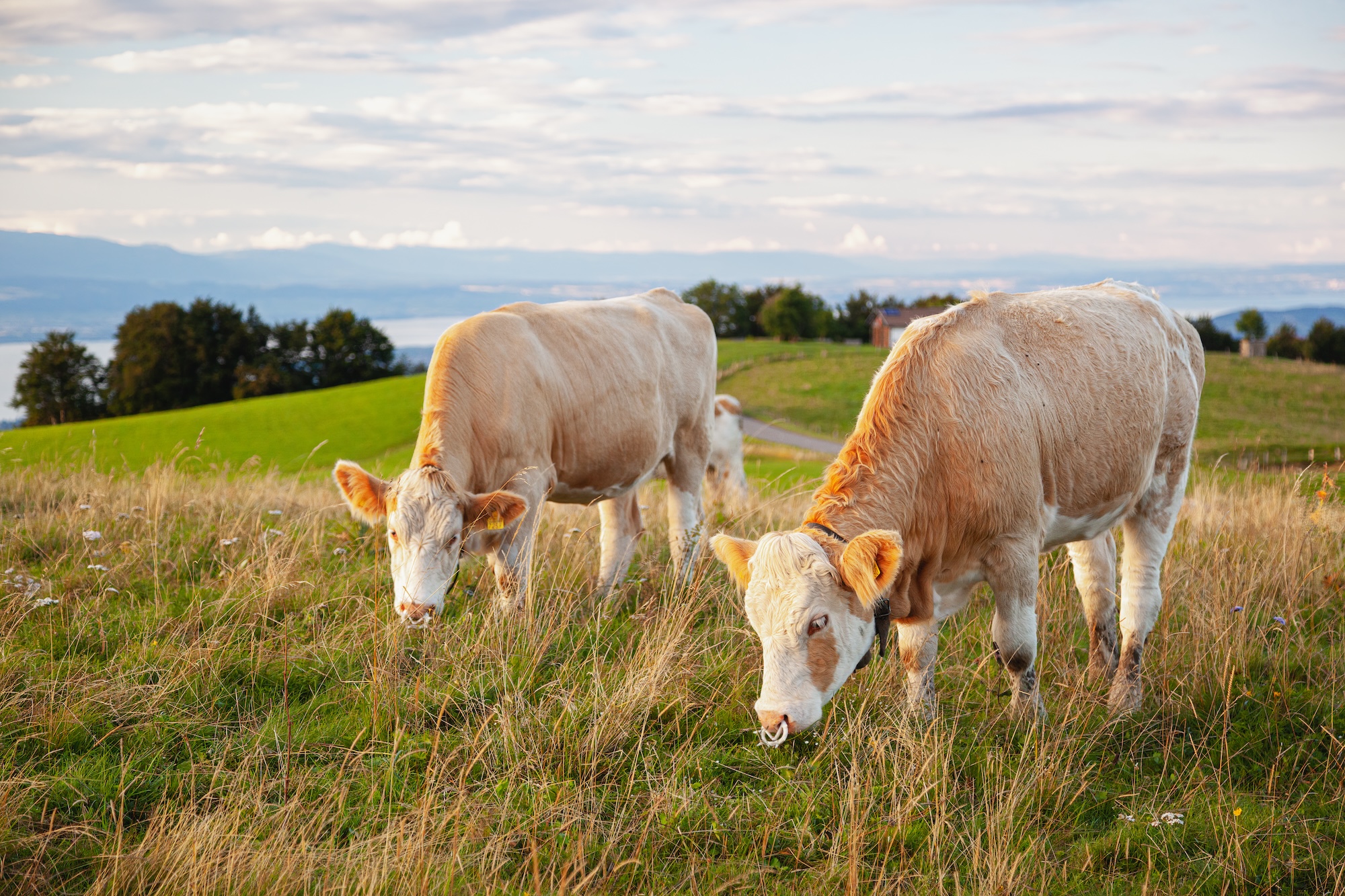 Bovine capture - Haute-Savoie, France Licence Envato