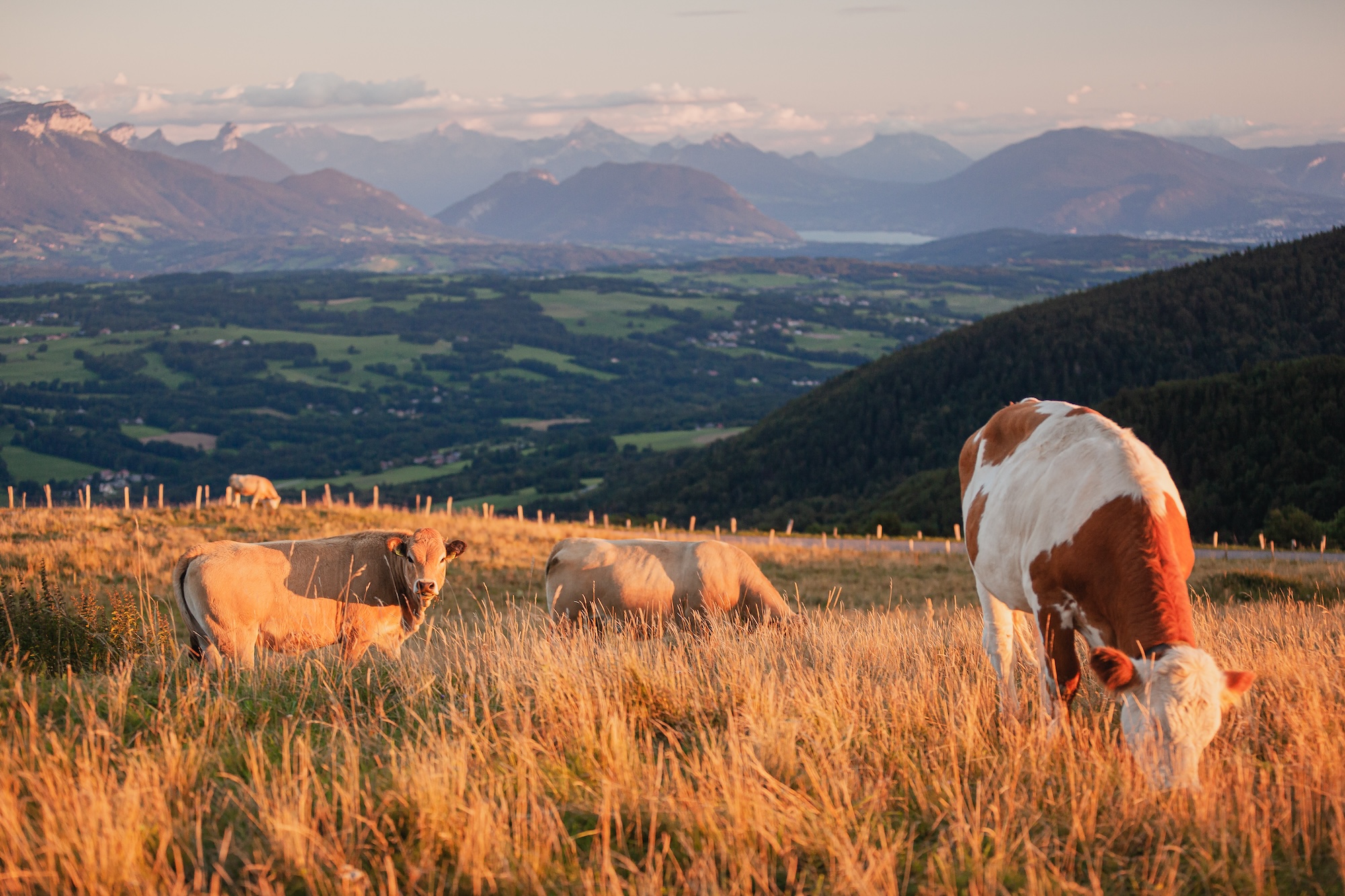 Bovine capture - Haute-Savoie, France Licence Envato