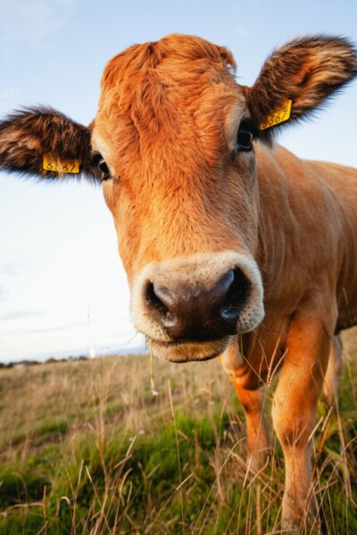 Bovine capture - Haute-Savoie, France Licence Envato