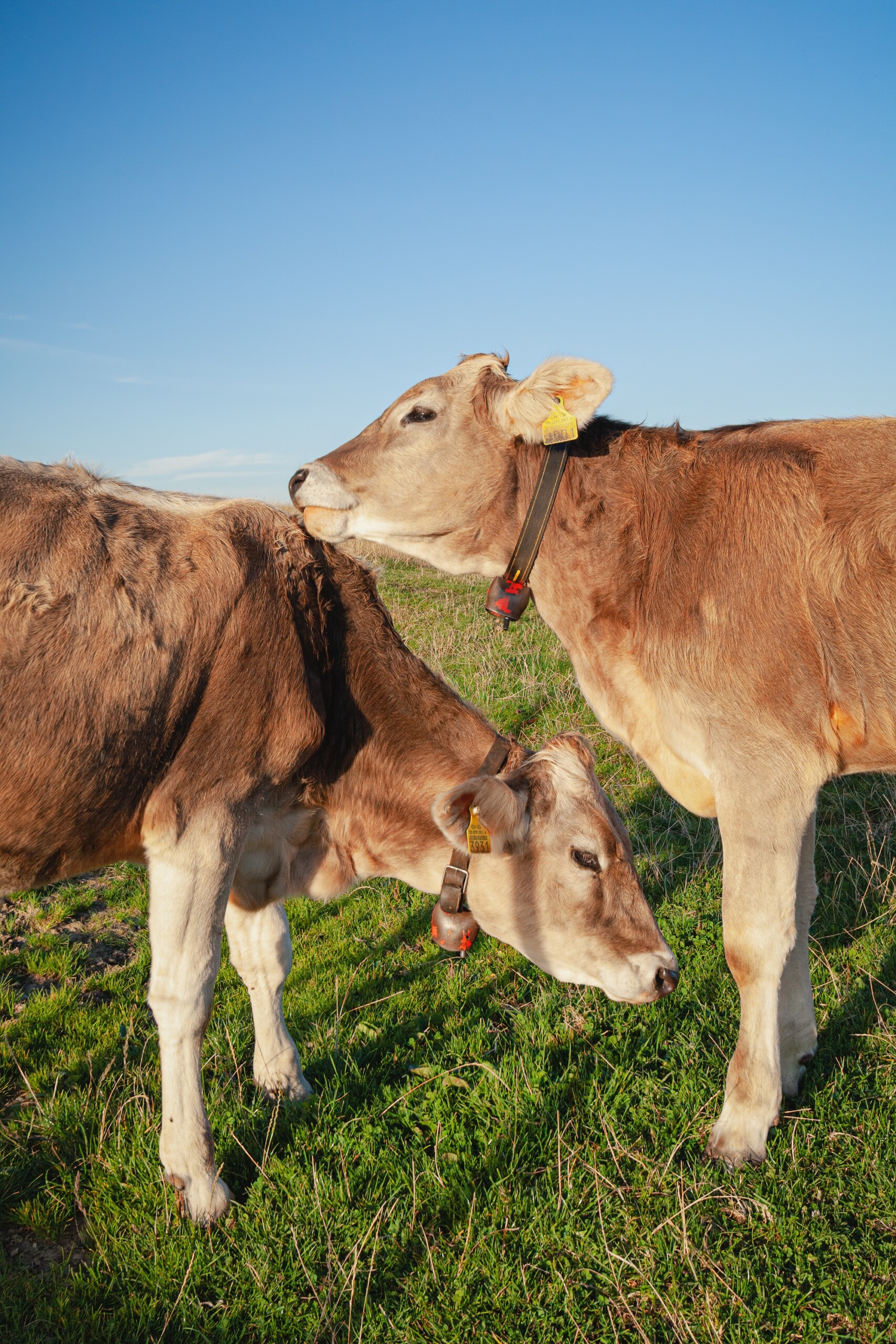 Bovine capture - Haute-Savoie, France Bovine capture - Haute-Savoie, France Licence Envato
