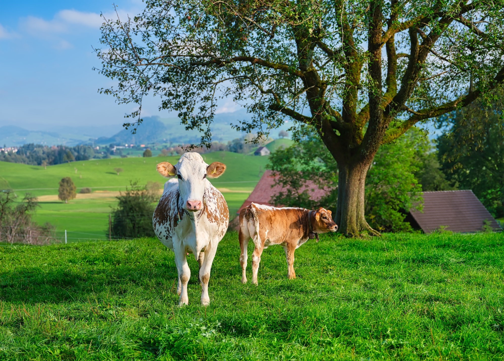 Vache et dermatose nodulaire contagieuse de la vache- Licence Envato