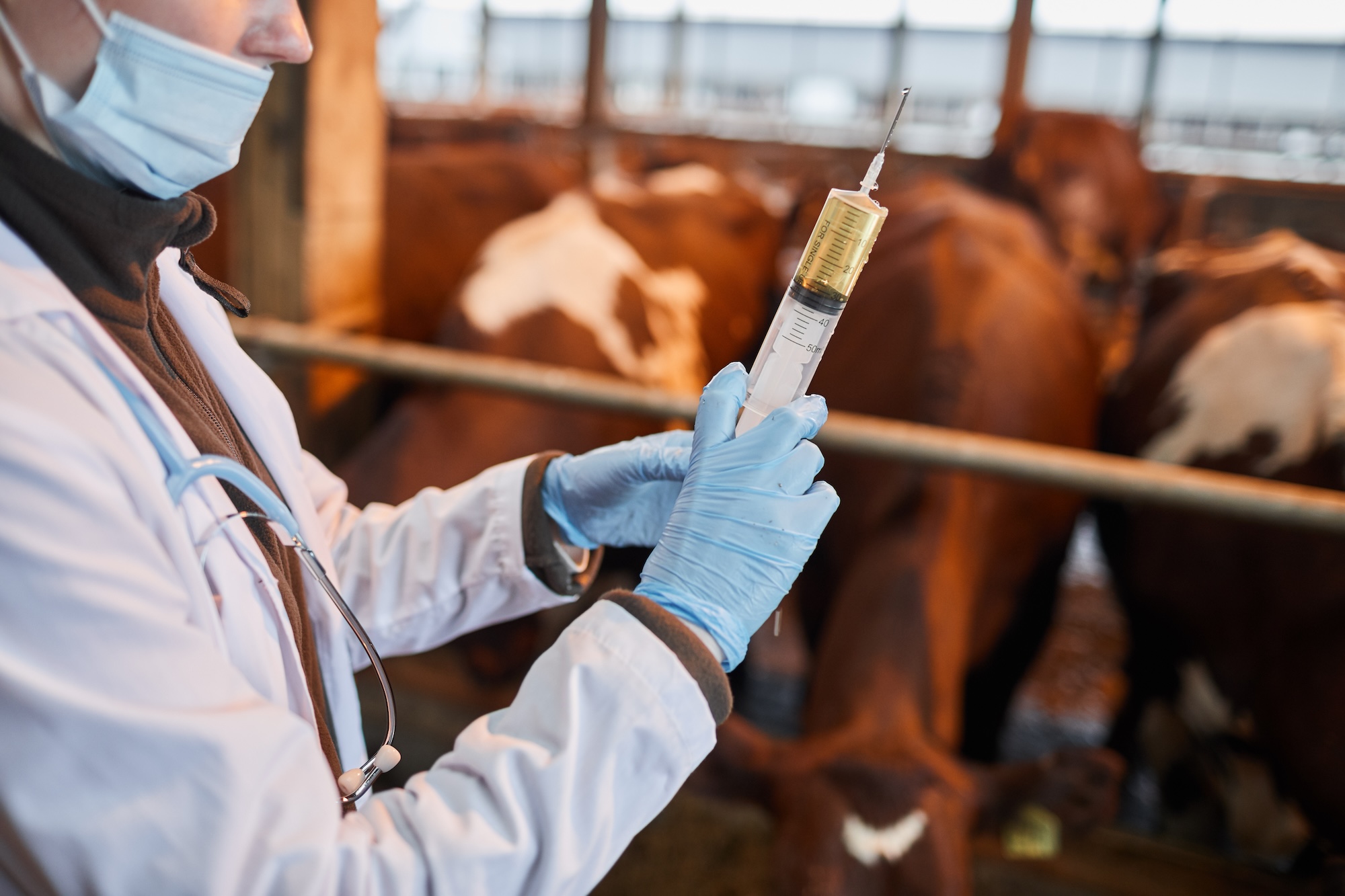 Close up of unrecognizable veterinarian holding big syringe witjh medicine while vaccinating cows and livestock at farm, copy space Licence Envato 