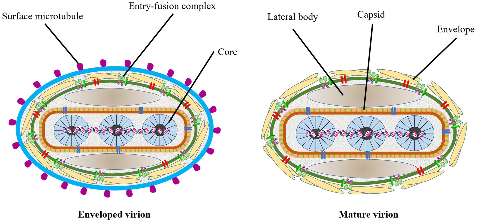 Liang et al, 2022
