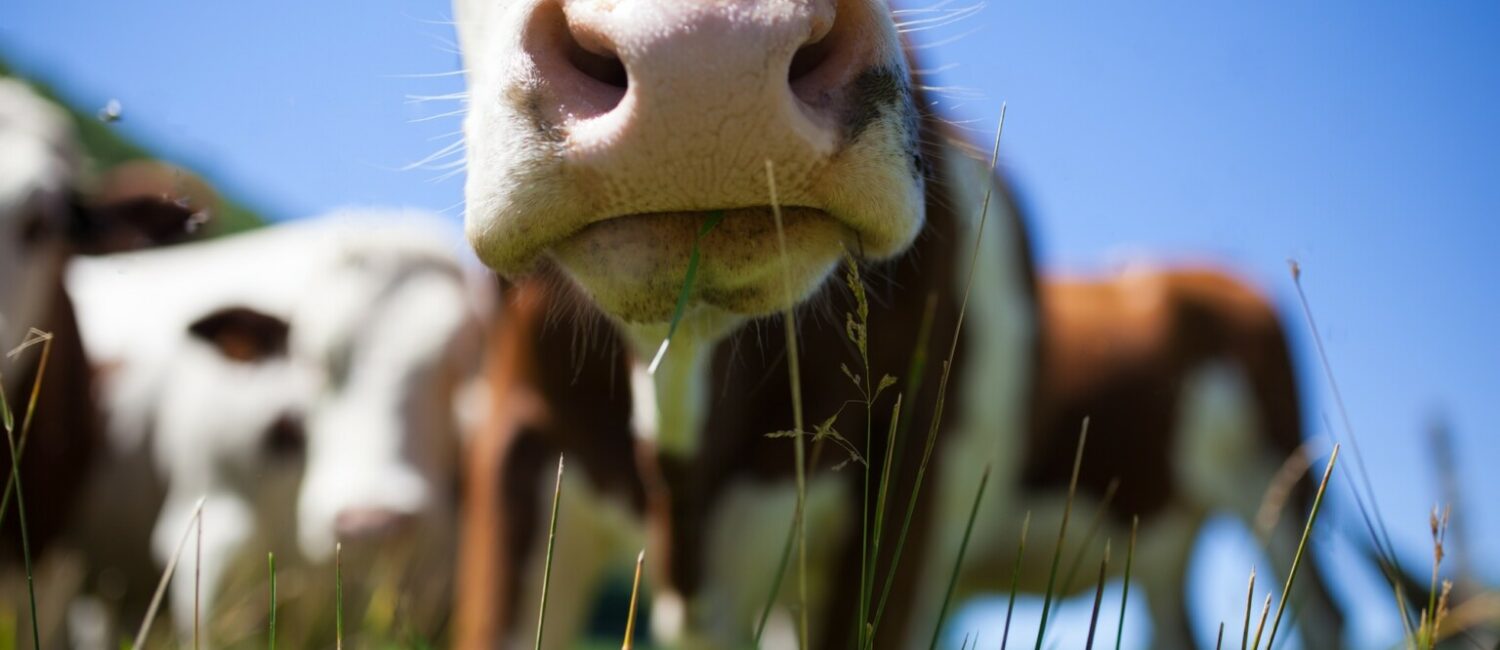 Bovine capture - Haute-Savoie, France Licence Envato