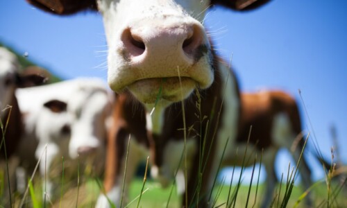 Bovine capture - Haute-Savoie, France Licence Envato