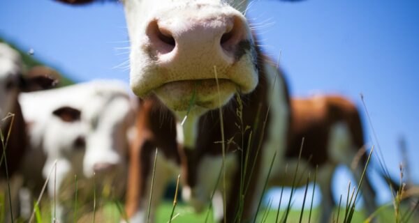 Bovine capture - Haute-Savoie, France Licence Envato