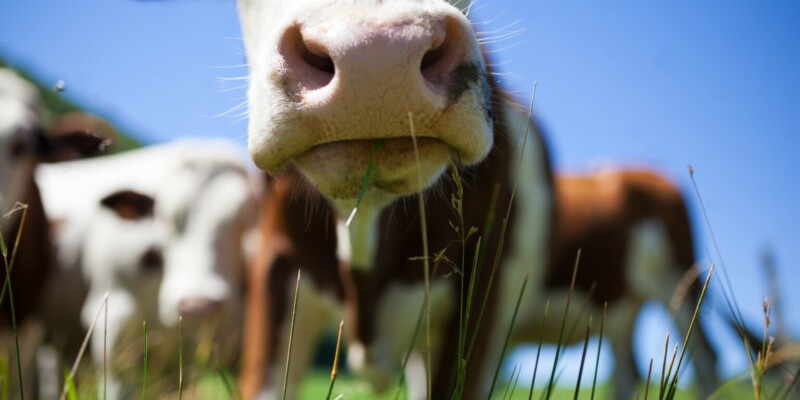 Bovine capture - Haute-Savoie, France Licence Envato