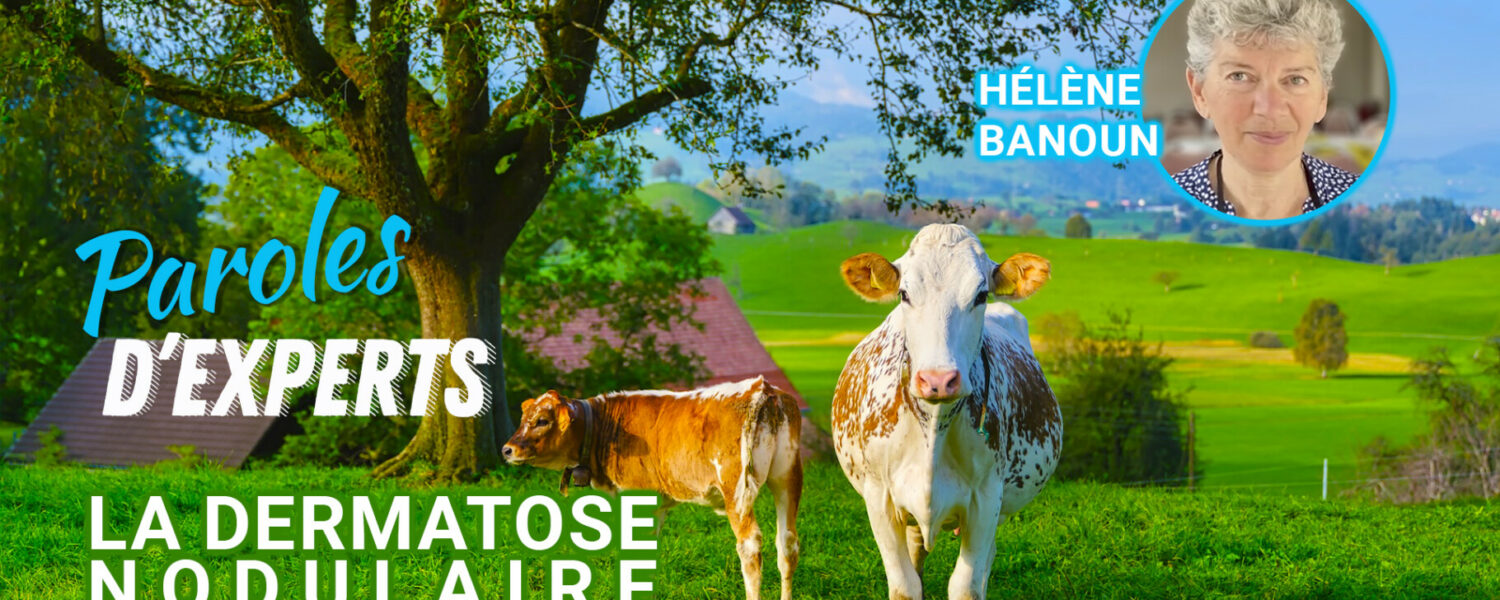 Paroles d’Experts : la Dermatose Nodulaire Contagieuse par Hélène Banoun