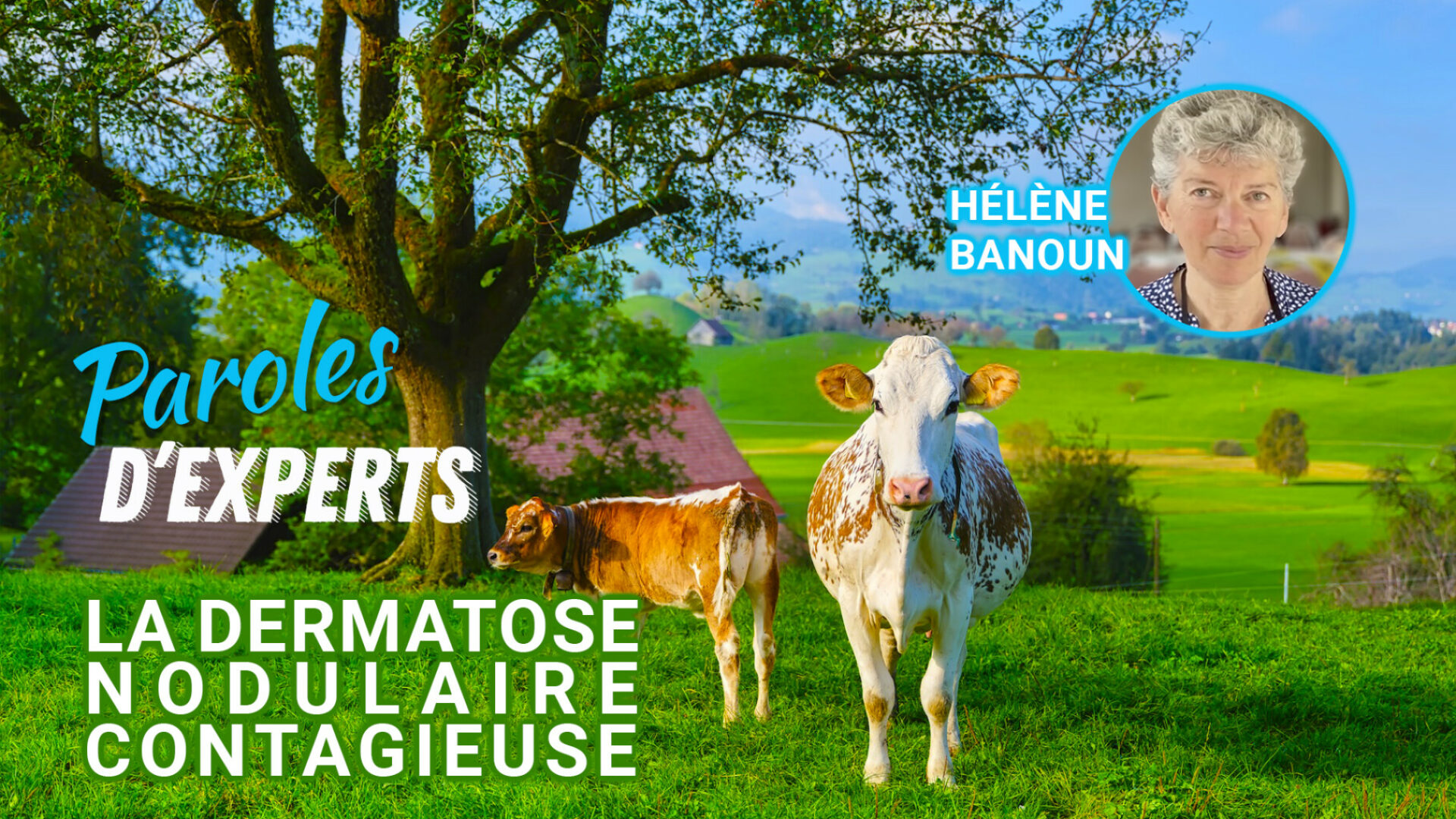 Paroles d’Experts : la Dermatose Nodulaire Contagieuse par Hélène Banoun