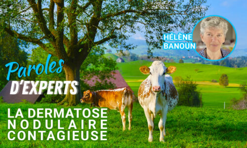 Paroles d’Experts : la Dermatose Nodulaire Contagieuse par Hélène Banoun