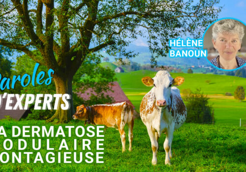 Paroles d’Experts : la Dermatose Nodulaire Contagieuse par Hélène Banoun