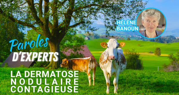 Paroles d’Experts : la Dermatose Nodulaire Contagieuse par Hélène Banoun