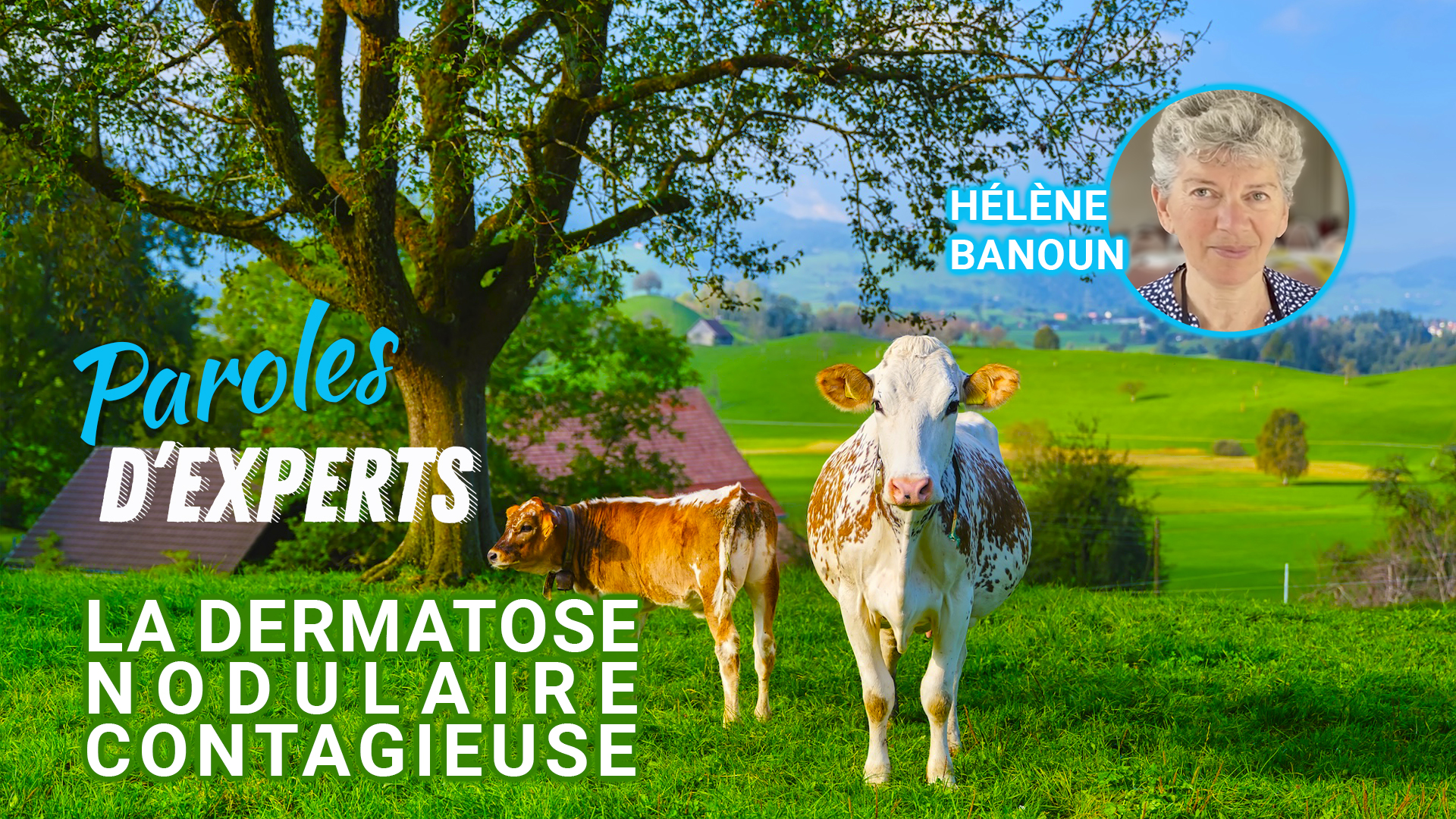 Paroles d’Experts : la Dermatose Nodulaire Contagieuse par Hélène Banoun