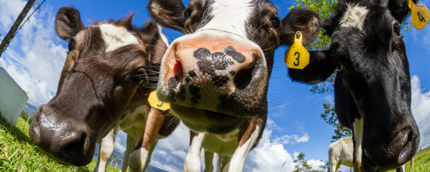 L&rsquo;essentiel sur les vaccins contre la DNC (dermatose nodulaire contagieuse des bovins) par Hélène Banoun