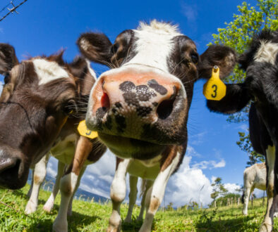 L&rsquo;essentiel sur les vaccins contre la DNC (dermatose nodulaire contagieuse des bovins) par Hélène Banoun
