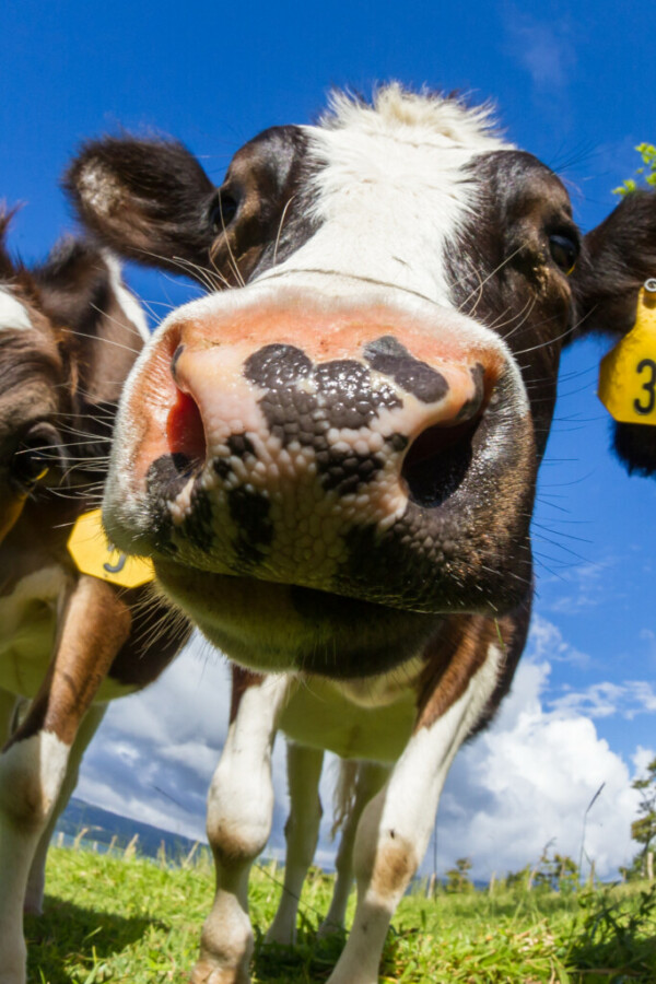 L&rsquo;essentiel sur les vaccins contre la DNC (dermatose nodulaire contagieuse des bovins) par Hélène Banoun