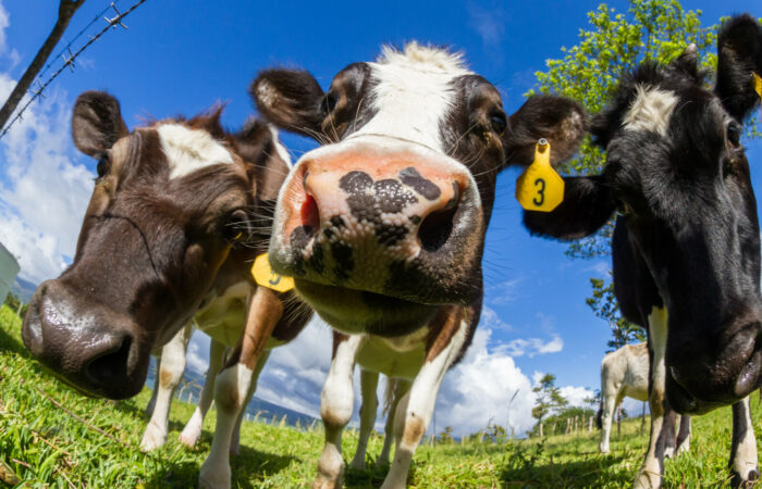 L&rsquo;essentiel sur les vaccins contre la DNC (dermatose nodulaire contagieuse des bovins) par Hélène Banoun