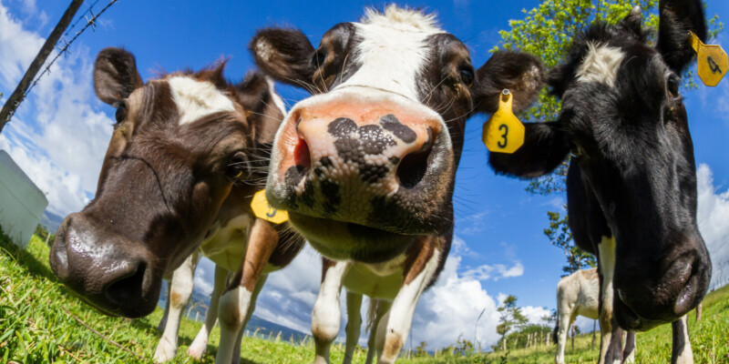 L&rsquo;essentiel sur les vaccins contre la DNC (dermatose nodulaire contagieuse des bovins) par Hélène Banoun