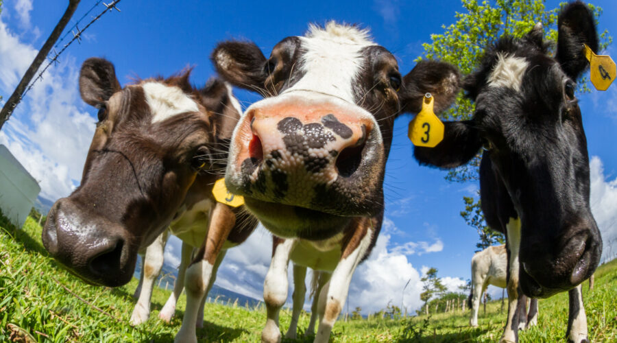 L&rsquo;essentiel sur les vaccins contre la DNC (dermatose nodulaire contagieuse des bovins) par Hélène Banoun