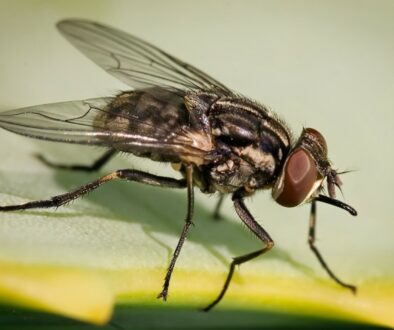 Stomoxys_calcitrans_on_aloe_vera