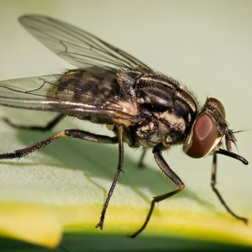 Stomoxys_calcitrans_on_aloe_vera