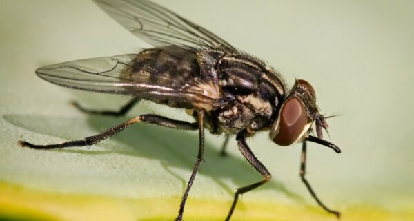 Stomoxys_calcitrans_on_aloe_vera