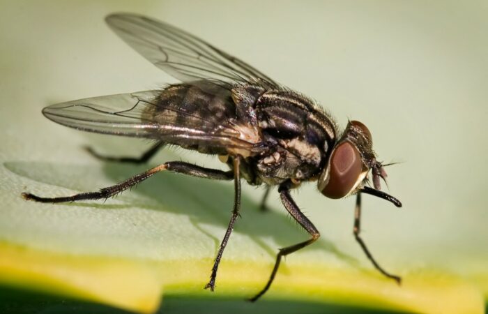 Stomoxys_calcitrans_on_aloe_vera