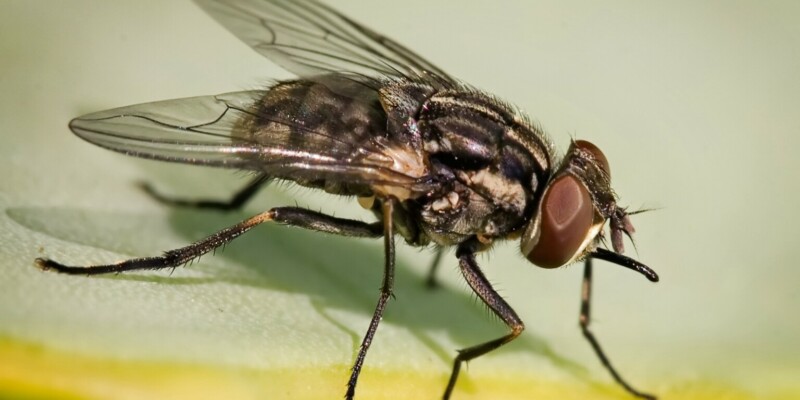 Stomoxys_calcitrans_on_aloe_vera