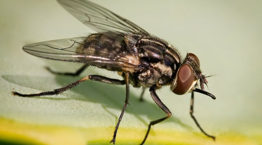 Stomoxys_calcitrans_on_aloe_vera