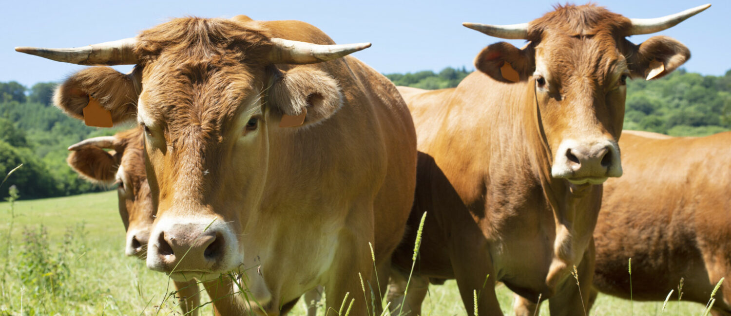 Communiqué de Presse – Crise de la DNC : L’association BonSens.org aux côtés des agriculteurs !