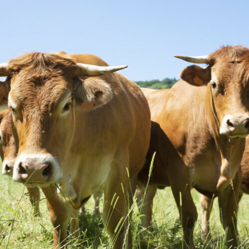 Communiqué de Presse – Crise de la DNC : L’association BonSens.org aux côtés des agriculteurs !