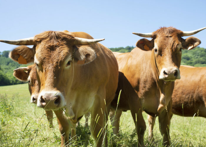 Communiqué de Presse – Crise de la DNC : L’association BonSens.org aux côtés des agriculteurs !