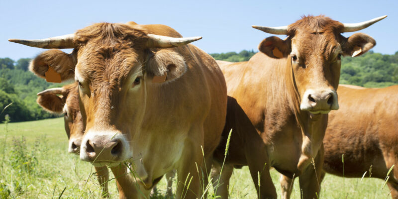 Communiqué de Presse – Crise de la DNC : L’association BonSens.org aux côtés des agriculteurs !