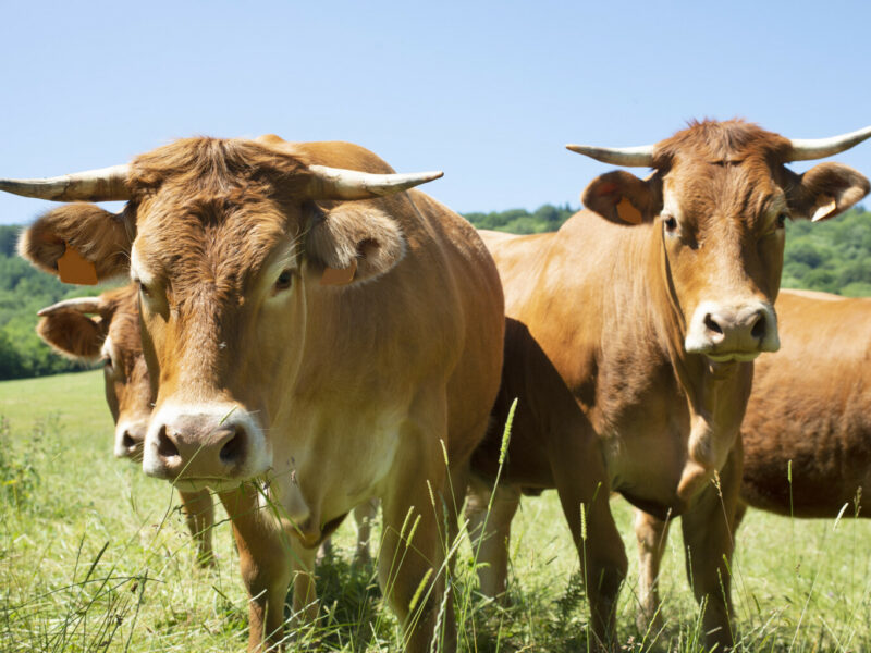 Communiqué de Presse – Crise de la DNC : L’association BonSens.org aux côtés des agriculteurs !