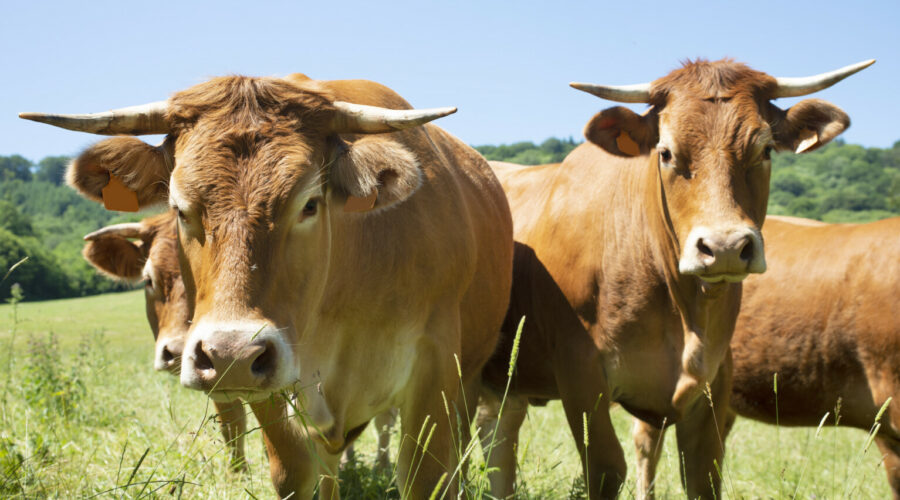 Communiqué de Presse – Crise de la DNC : L’association BonSens.org aux côtés des agriculteurs !