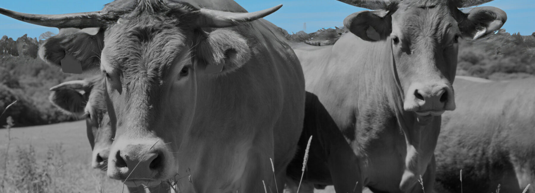 Les actions juridiques