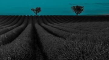 Formulaire de contact , adresse mail et adresse postale