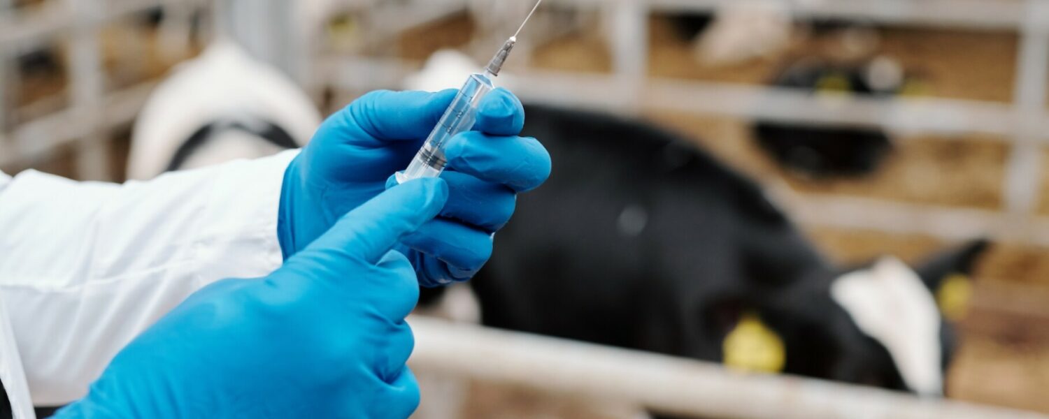 Licence Envato pour BS