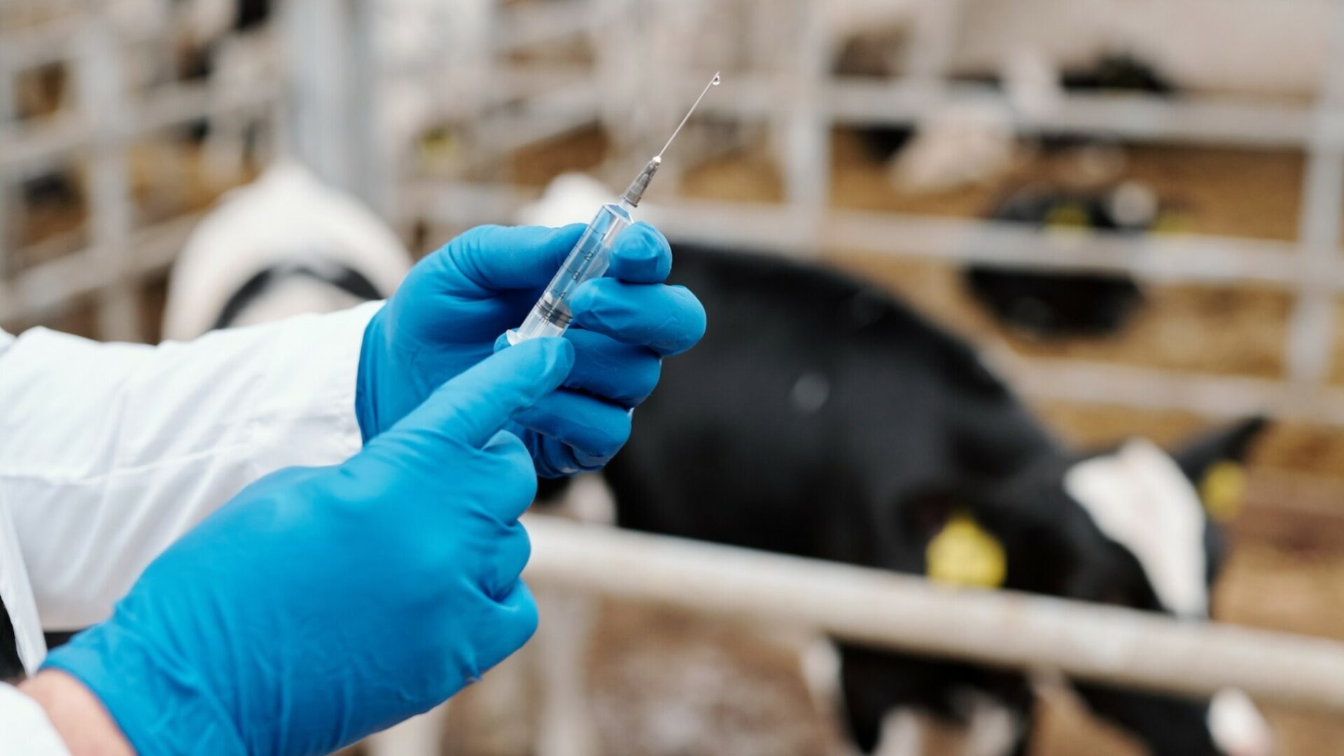 Licence Envato pour BS