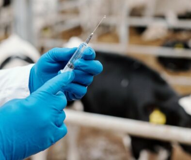 Licence Envato pour BS