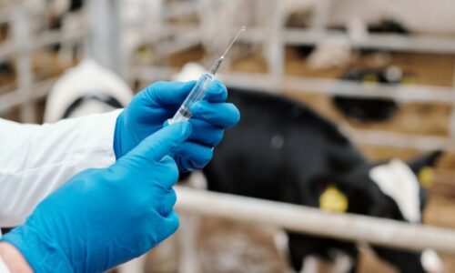 Licence Envato pour BS